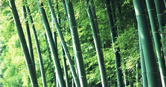 竹子风水